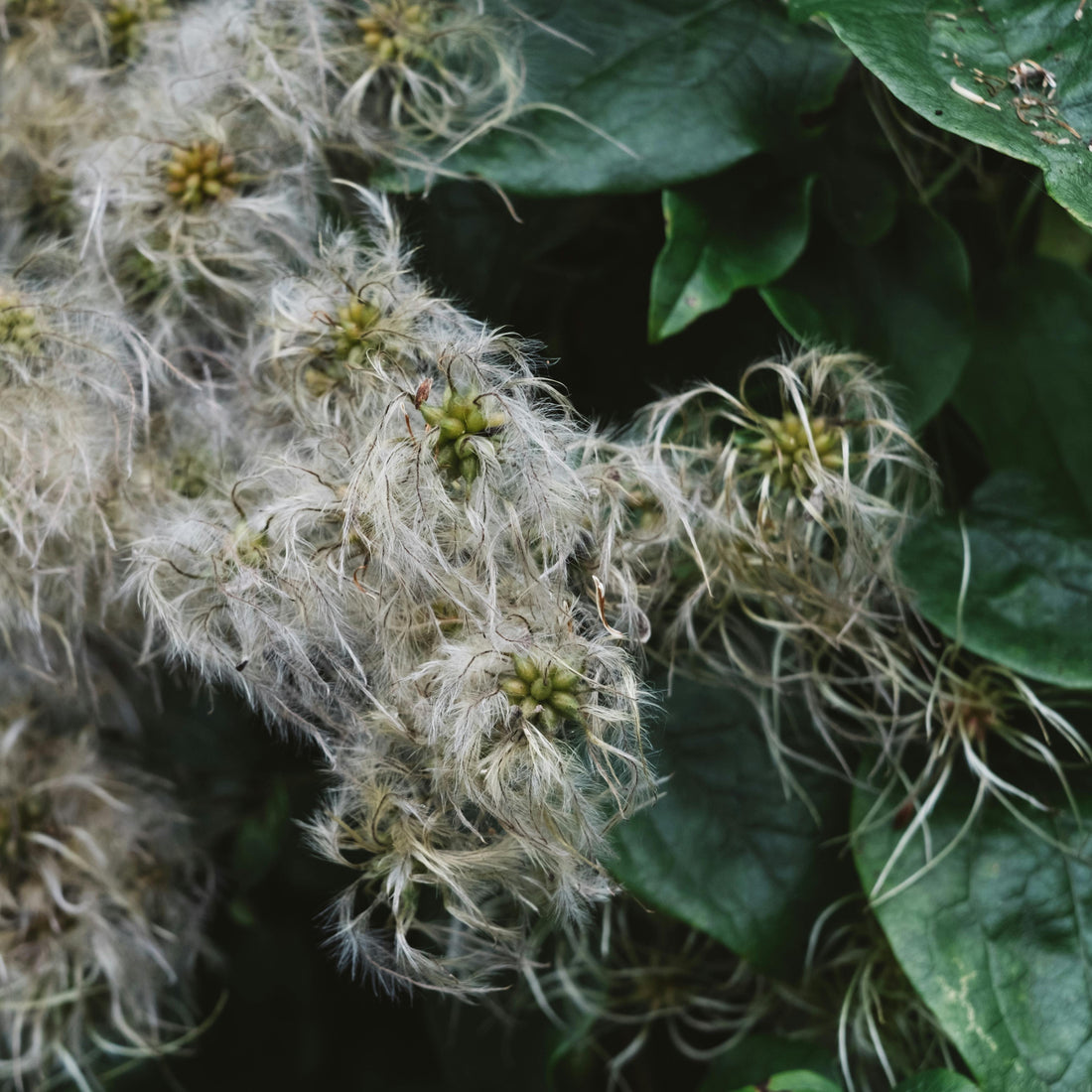 Clematis Pruning Techniques Realmdrop Shop