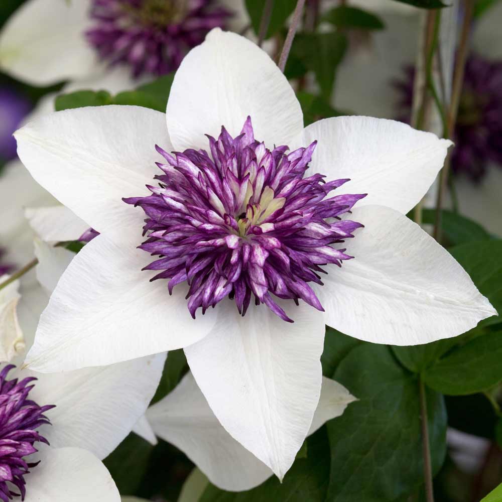 Clematis 'Florida Seboldii' - Double Bloom White and Purple