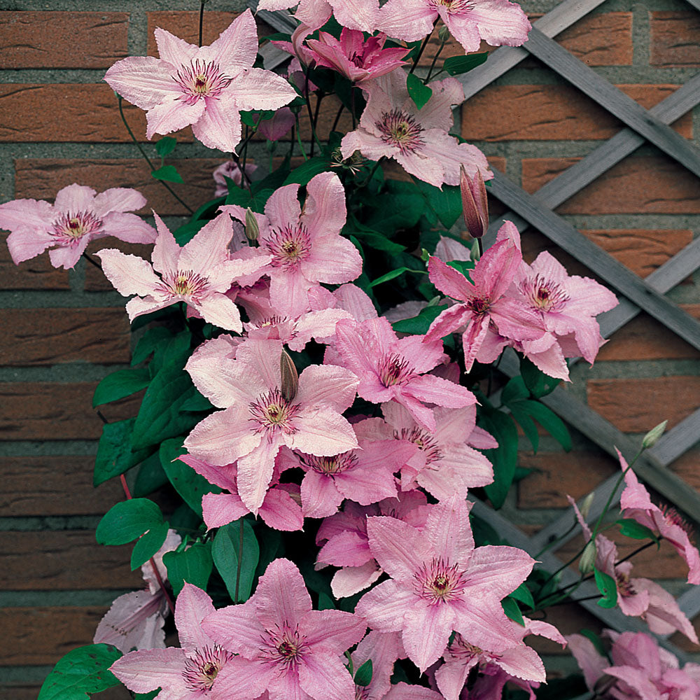 Clematis 'Hagley Hybrid' AKA 'Pink Chiffon' - Late Blooming