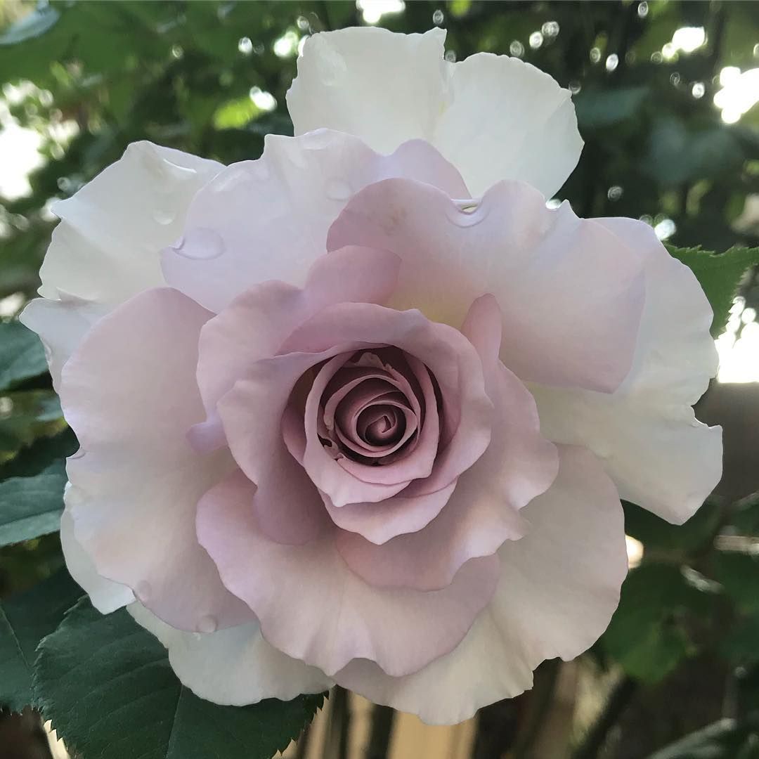 Rose - Lagerfeld  - Grandiflora