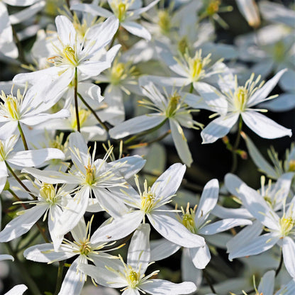 Clematis 'Sweet Autumn Love' -  'Paniculata'