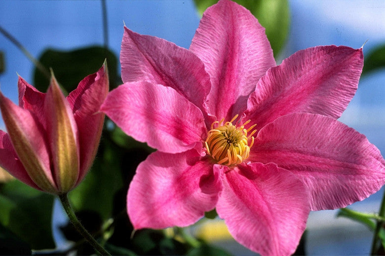 Clematis 'Abilene' - Pink - 4ft Dwarf Variety