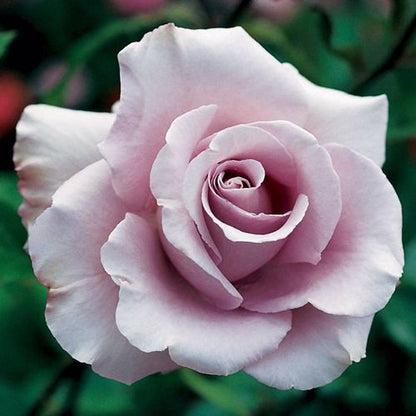 Rose - Lagerfeld  - Grandiflora