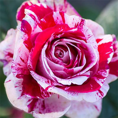 Rose - Scentimental - Floribunda