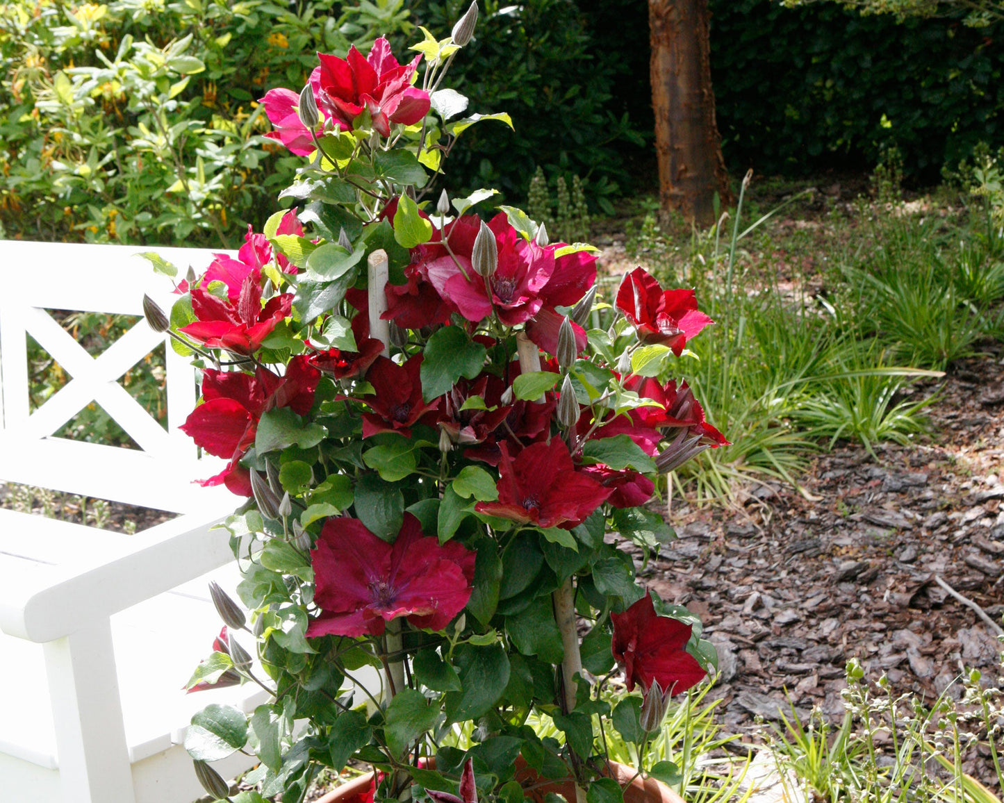 Clematis 'Nubia' - True Red