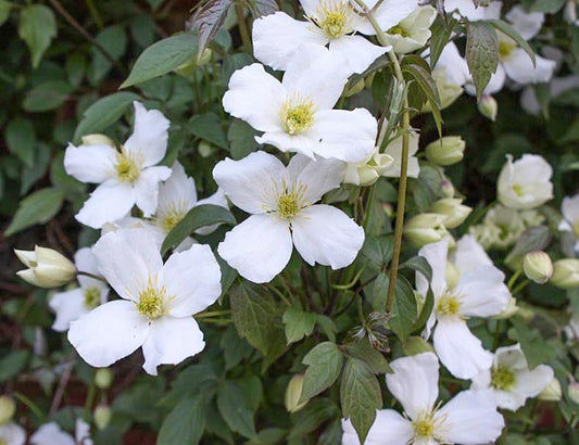 Clematis Flowering Vine - Fragrant Montana Grandiflora