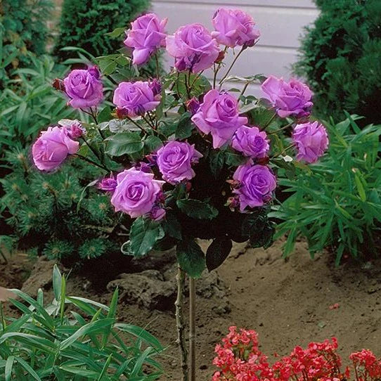 Rose Patio Tree - Floribunda - Angel Face