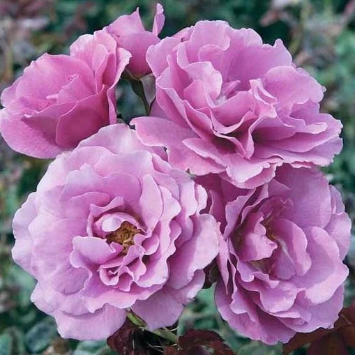 Rose Patio Tree - Floribunda - Angel Face