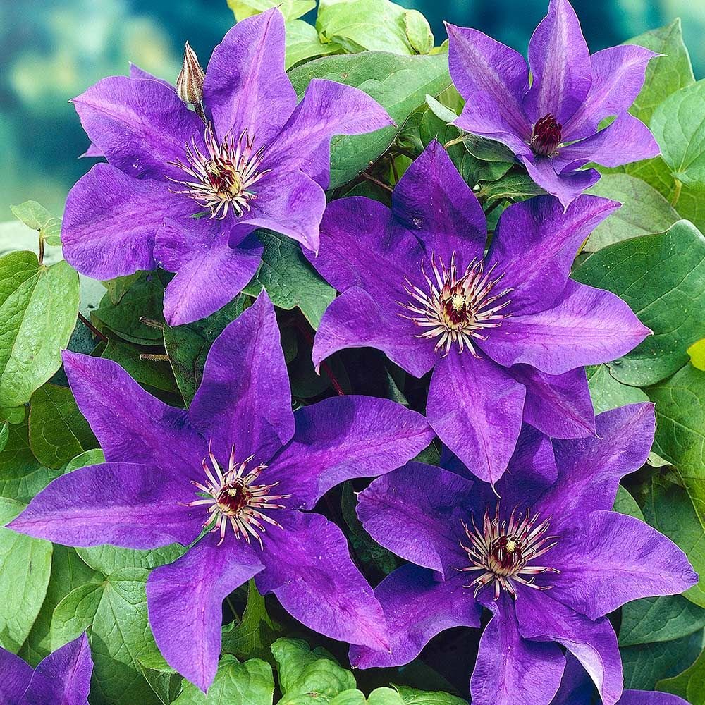 Violet Clematis Vine