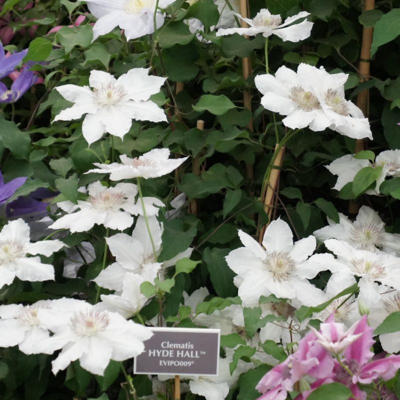 Clematis 'Hyde Hall'