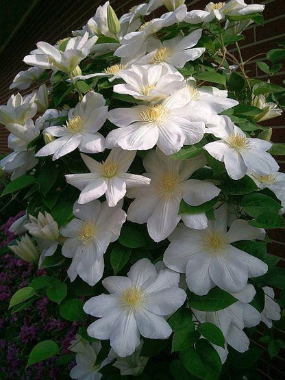 Clematis 'Lanuginosa Candida'