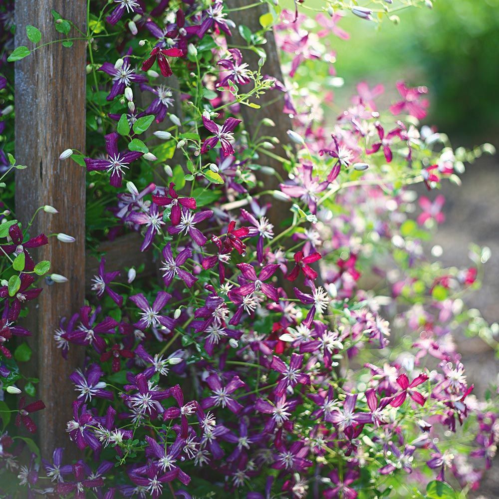 Clematis 'Sweet Summer Love' - 'Plum Pixie Dust'