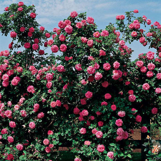 Rose - Climbing - America