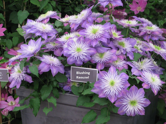 Clematis - 'Crystal Fountain'