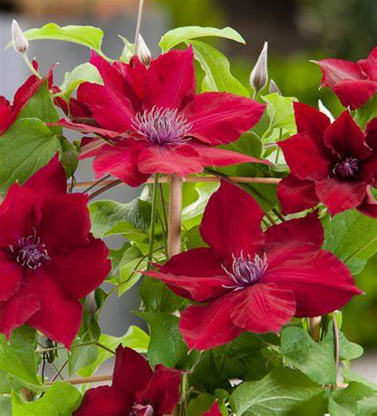 Clematis 'Nubia' - True Red