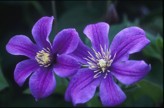 Clematis 'Arabella' - Non Vining