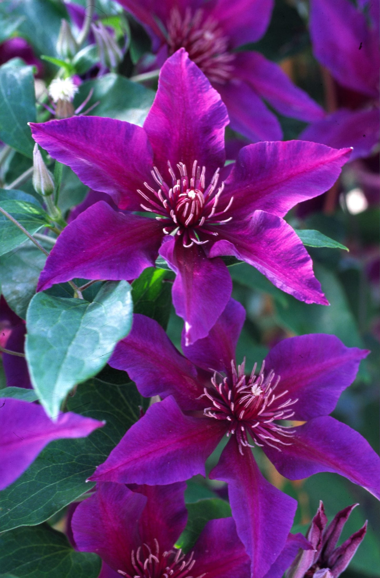 Clematis 'Fleuri' AKA Princess Anna