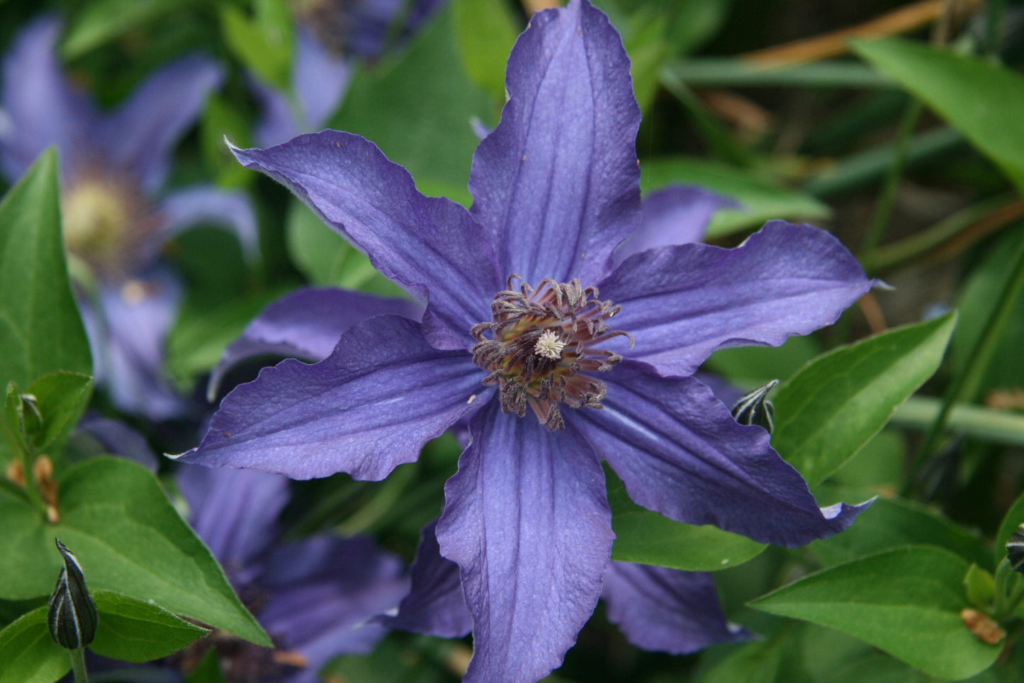 Clematis Sapphire Indigo - Non Vining