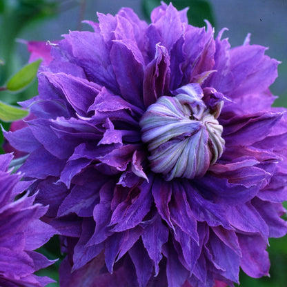 Clematis 'Diamantina' Double Bloom - Award Winning Blooms