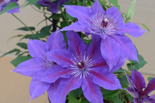 Clematis 'Edda'