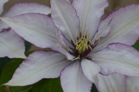 Clematis 'Samaritan Jo' - Bi-colored