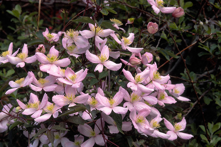 Clematis 'Montana Elizabeth' - Fragrant