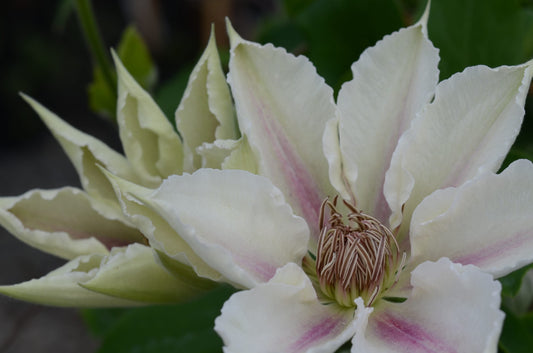 Clematis 'Corinne' - Color Shifting - Cut Flower