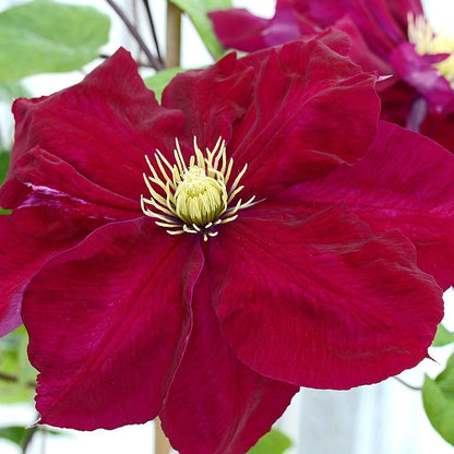 Clematis 'Charmaine'  Double Bloom Red