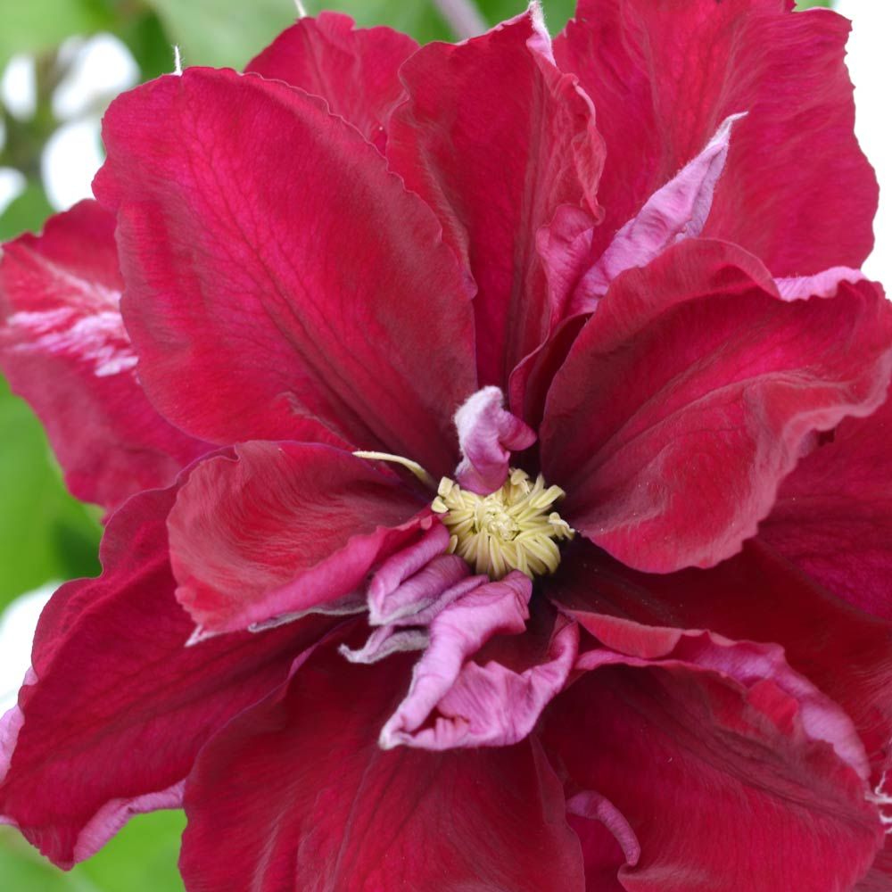 Clematis 'Charmaine'  Double Bloom Red