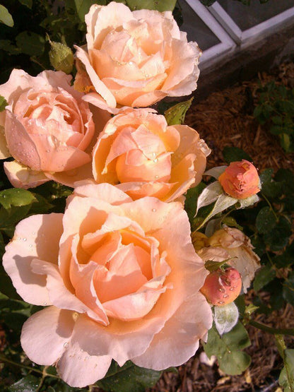 Rose - Medallion - Hybrid Tea