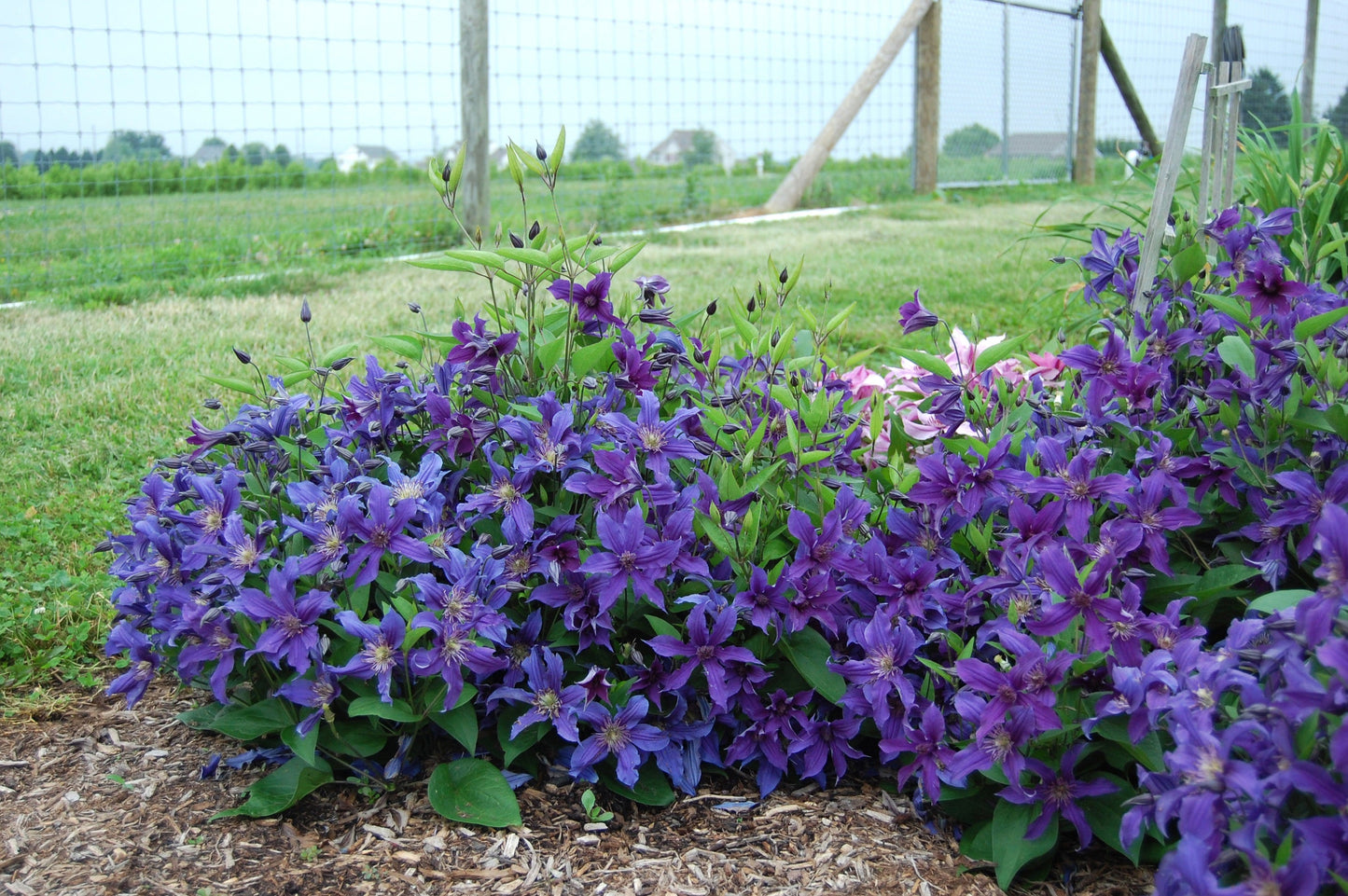 Clematis Sapphire Indigo - Non Vining