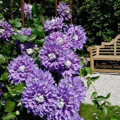 Clematis 'Diamantina' Double Bloom - Award Winning Blooms