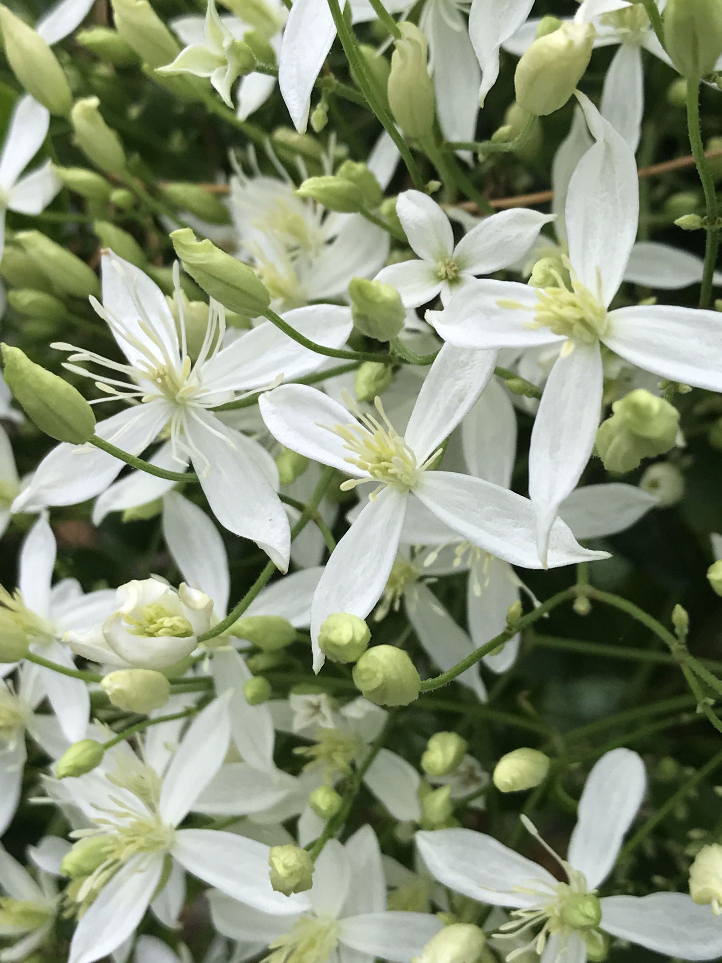 Clematis 'Sweet Autumn Love' -  'Paniculata'