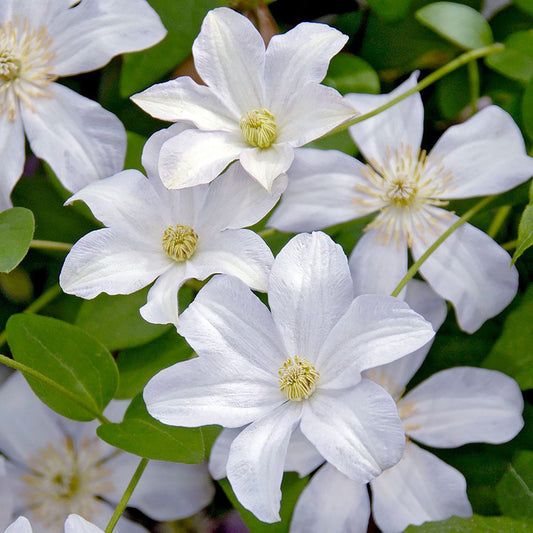 Clematis 'Huldine'