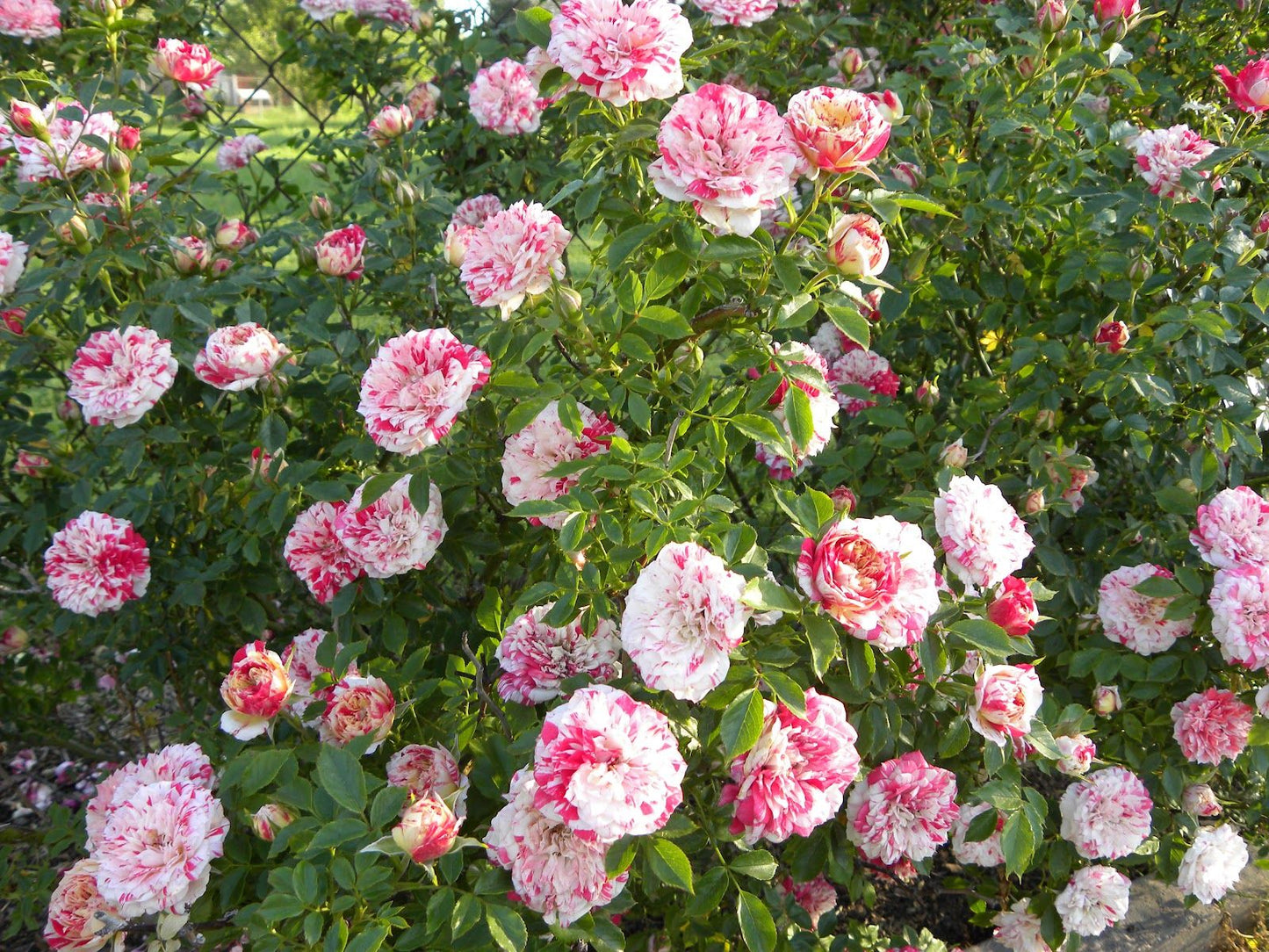 Rose - Scentimental - Floribunda