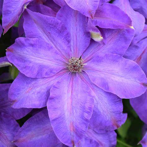 Clematis 'Elsa Spath'