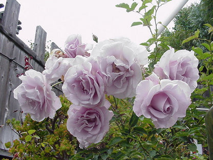 Rose - Lagerfeld  - Grandiflora