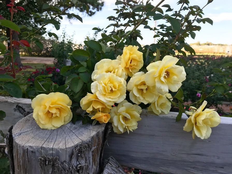 Rose - Climbing - Good Day Sunshine