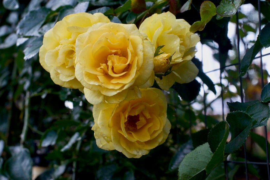 Rose - Climbing - Good Day Sunshine