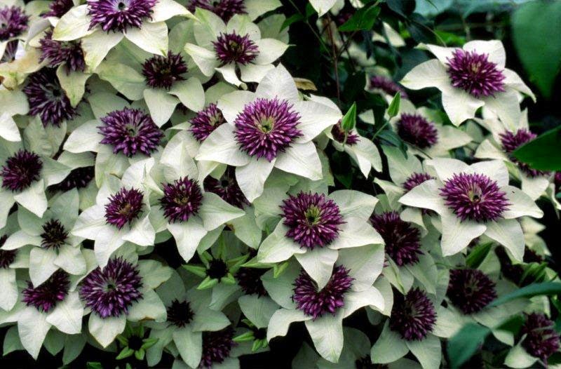 Clematis 'Florida Seboldii' - Double Bloom White and Purple