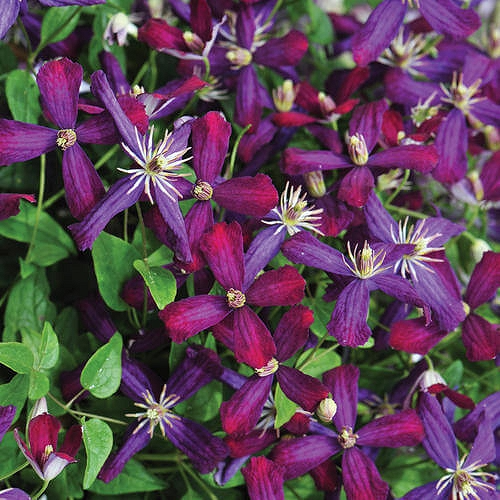 Clematis 'Sweet Summer Love' - 'Plum Pixie Dust'