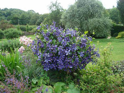 Clematis 'Durandii' - Non Vining