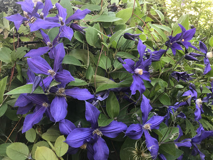 Clematis 'Durandii' - Non Vining