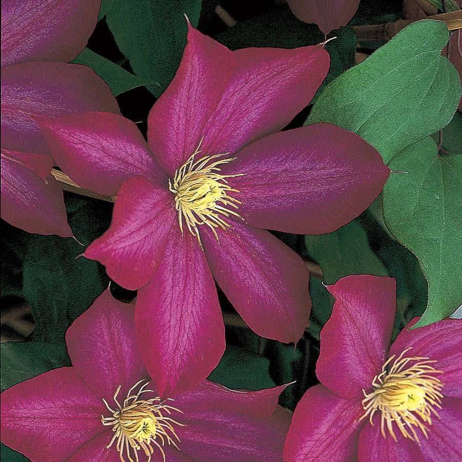 Clematis 'Bourbon' AKA StarFire - 6ft Dwarf Variety