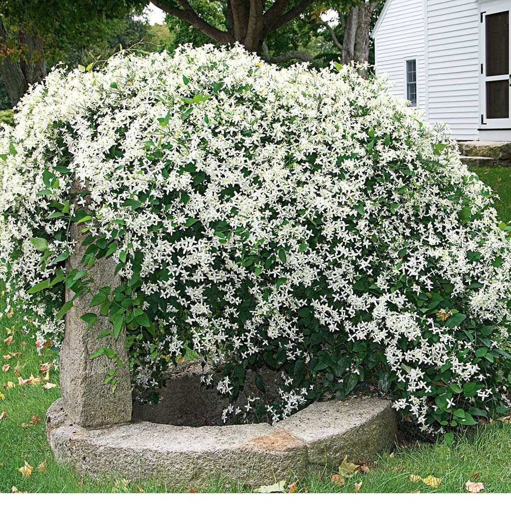 Clematis 'Sweet Autumn Love' -  'Paniculata'