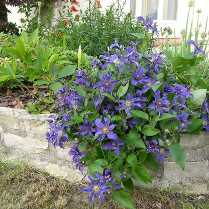 Clematis Sapphire Indigo - Non Vining