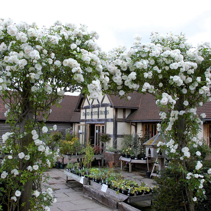 Rose Patio Tree - Iceberg - DavidAustin