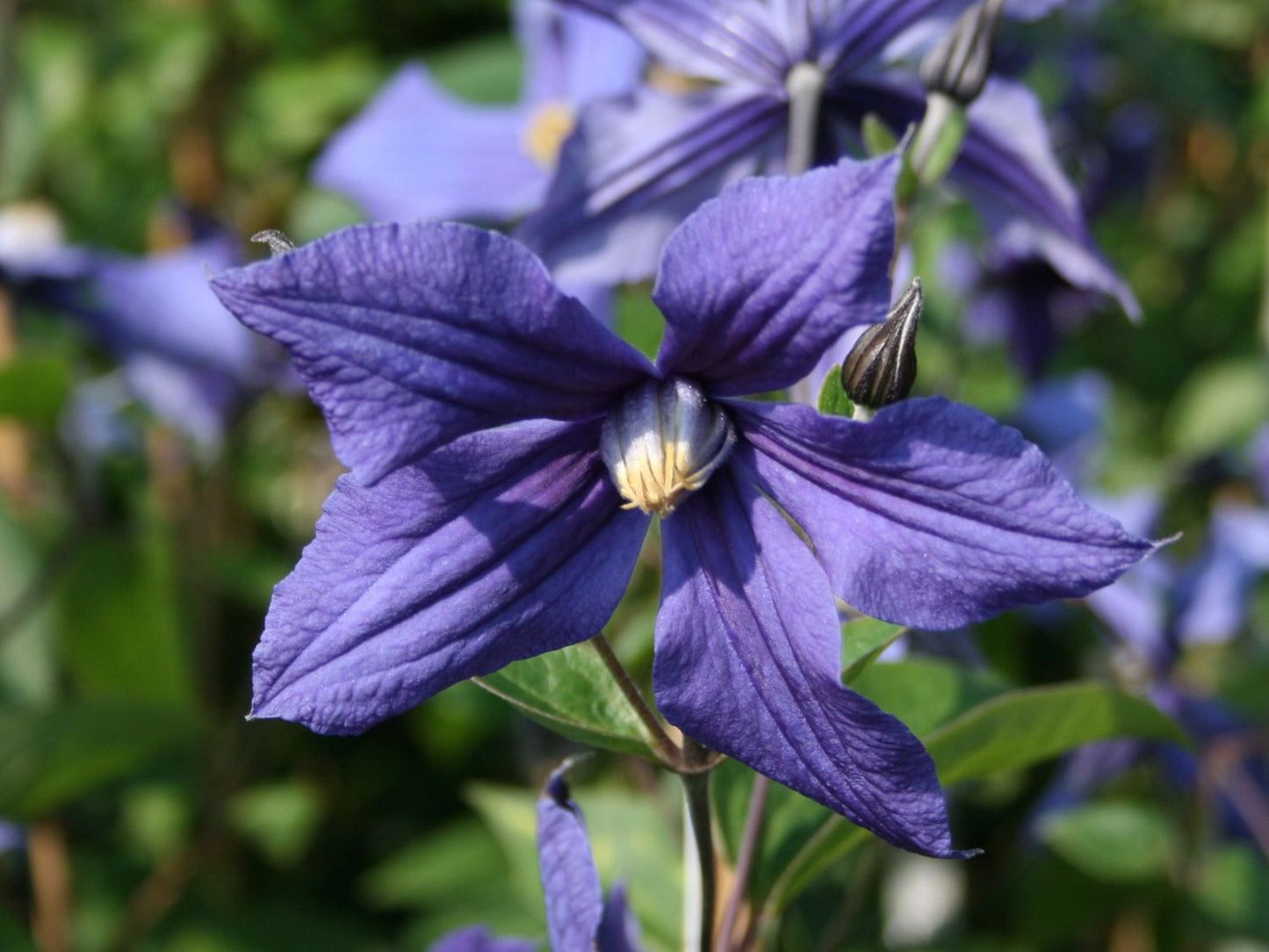 Clematis 'Durandii' - Non Vining