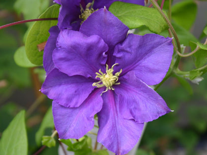 Clematis 'General Sikorski'