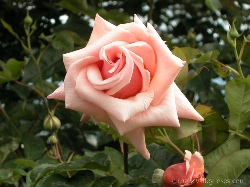 Rose - Medallion - Hybrid Tea